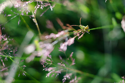 Close-up of plant