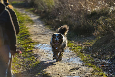 Dog running in lake