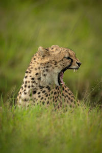 Close-up of a cat on field