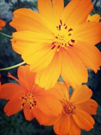 Close-up of yellow flower