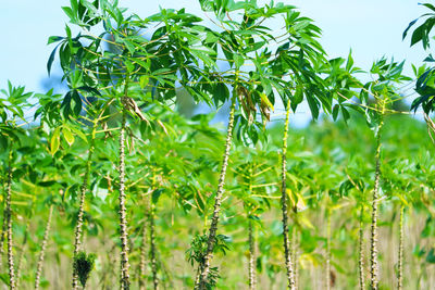 Low angle view of fresh green plants against sky