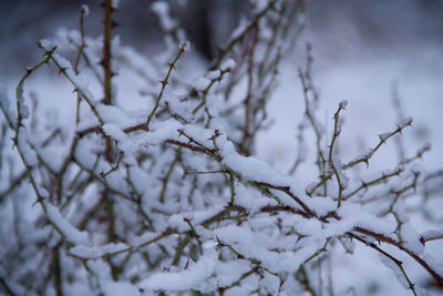 Close-up of snow covered bare tree