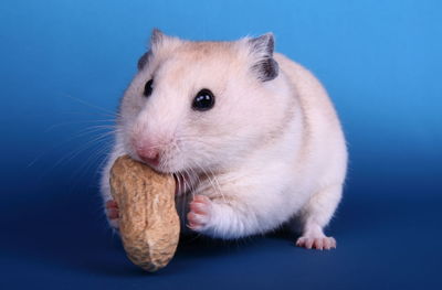 Close-up of golden hamster eating peanut against blue background