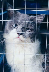 Close-up of cat in cage