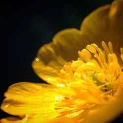 Close-up of yellow flower