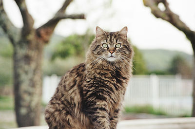 Close-up of cat