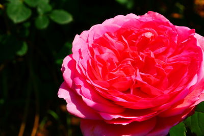 Close-up of pink rose