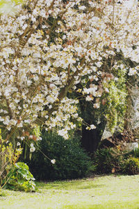 White flowers blooming in park