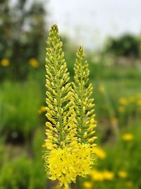 Close-up of yellow flower