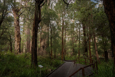 Footpath amidst trees in forest