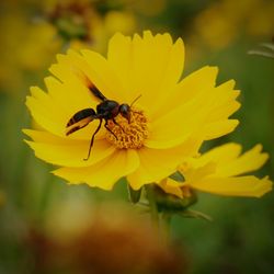 Close-up of insect on yellow flower