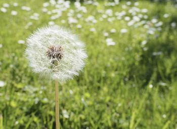 Close-up of dandelion flower on field