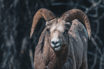 Close-up portrait of goat