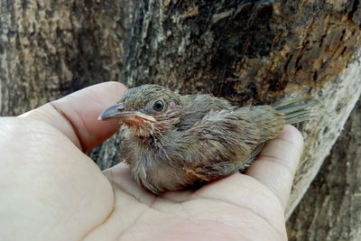Close-up of hand holding bird