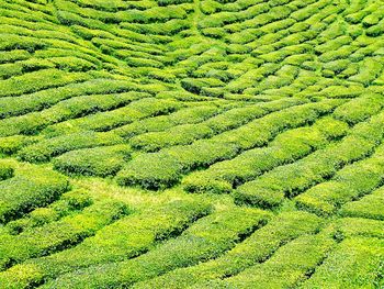 High angle view of corn field