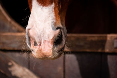 Horse looking out of outdoor box, cute animals, lusitano breed.