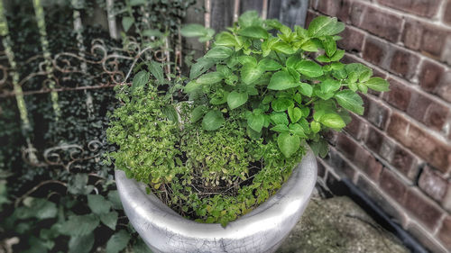 High angle view of plants growing outdoors