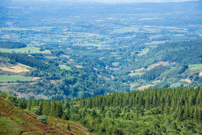 High angle view of pine trees on landscape