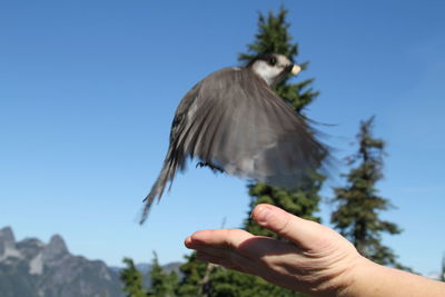 Hand holding a bird against clear sky