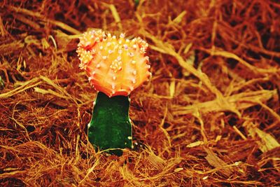 Close-up of flower blooming on field at night