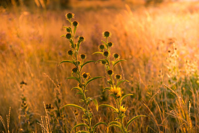 Close-up of wheat growing on field