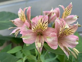 Close-up of pink flowering plant