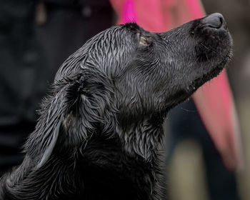 Close-up of a dog