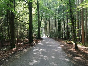 Empty road passing through forest