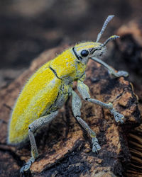 Close-up of golden dust weevil