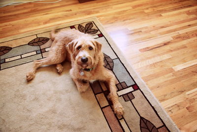 High angle portrait of labradoodle resting on carpet at home