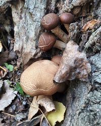 Close-up of mushrooms