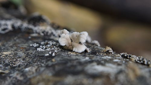 Close-up of white mushrooms growing on tree 