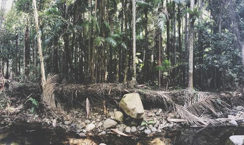 View of trees in forest