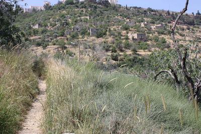 Plants growing on land against sky