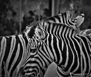 Close-up of zebra in zoo