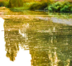 Reflection of tree in lake