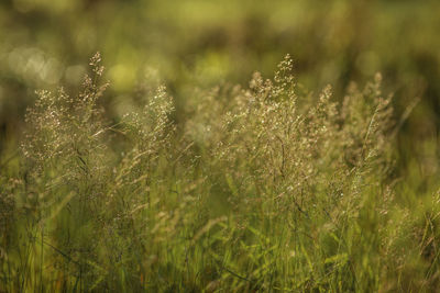 Close-up of plants growing on field