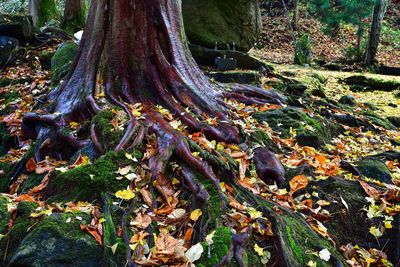 Close-up low section of tree