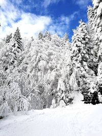 Snow covered trees on mountain against sky