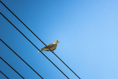 Low angle view of bird perching on cable