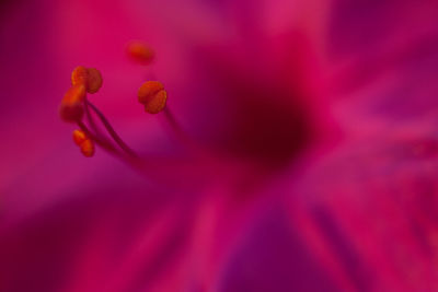 Full frame shot of pink flower