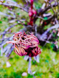 Close-up of flower blooming outdoors