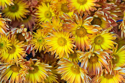 Yellow chrysanthemums close up in autumn sunny day in the garden. autumn flowers. flower head