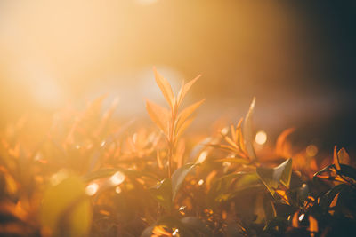 Close-up of plants growing on field