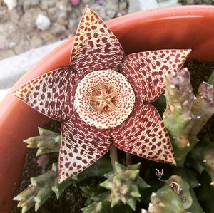 Close-up of succulent plant