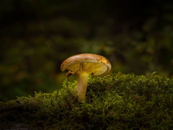 Close-up of mushroom growing on field