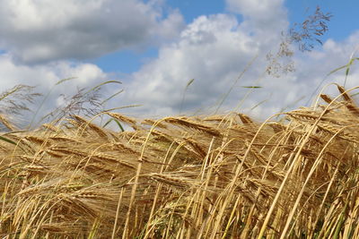 Wheat field against sky