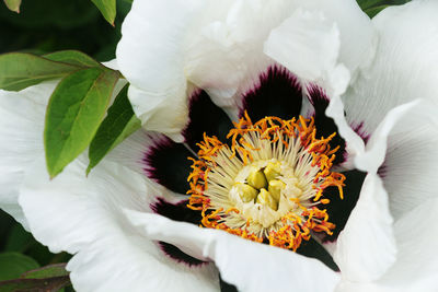 Close-up of white flowering plant