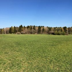 Scenic view of field against clear blue sky