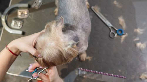 Dog grooming and getting professional service at pet salon by groomer